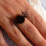 Halloween Jewelry, Spider ..